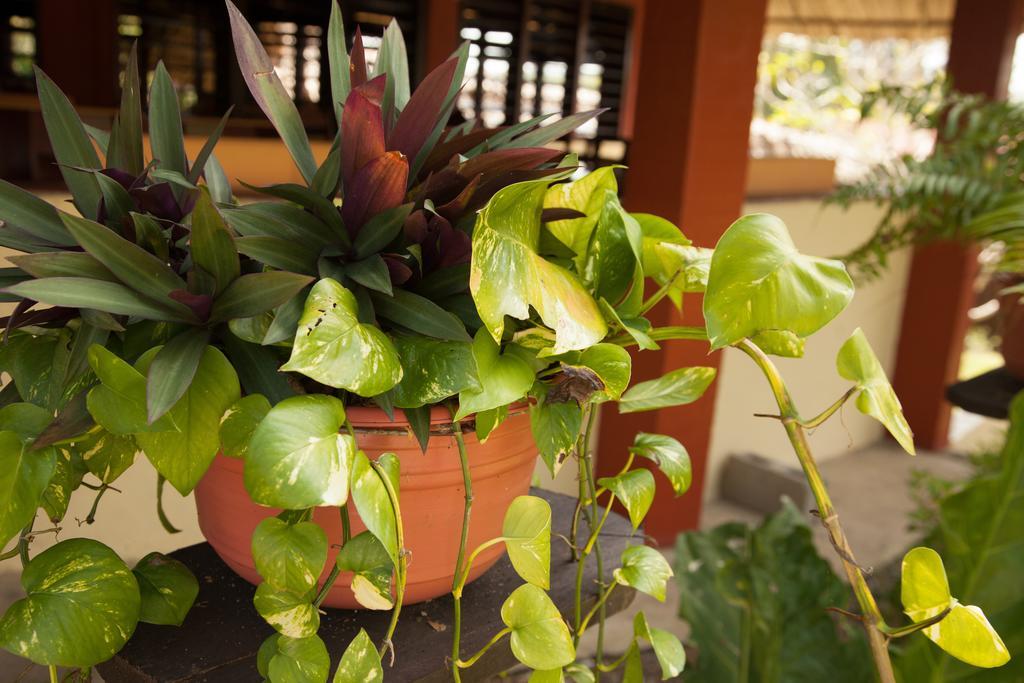 Windy Hill Resort San Ignacio Exterior foto